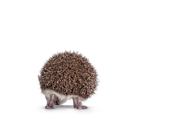 Adorable small Long eared hedgehog aka Hemiechinus auritus, walking away from camera. No face, just back side. Isolated on a white background.