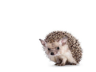 Adorable small Long eared hedgehog aka Hemiechinus auritus, sitting facing front. Looking shy to the camera with beady eyes. Isolated on a white background.