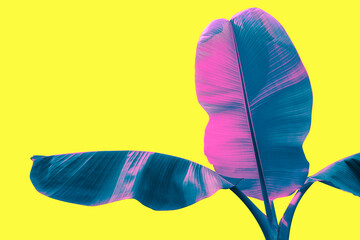 blue and pink palm leaf on yellow background, toned process