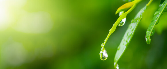 purity nature background, water drops on green leaf and sunlight