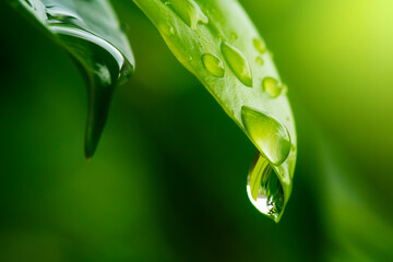 purity nature background, water drops on green leaf, macro shot