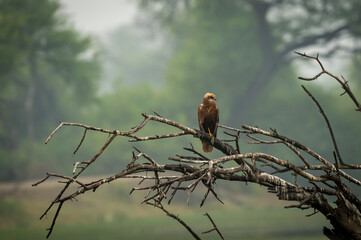 eurasian marsh harrier or Circus spilonotus portrait or closeup perched on dead tree trunk with...