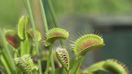 CLOSE UP, DOF: Trap leaf of a carnivorous Dionaea muscipula plant closes in on a small unsuspecting insect. Close up shot of a tropical venus flytrap devouring a grey bug. Insect gets eaten by flower.