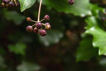 Ivy berries close up