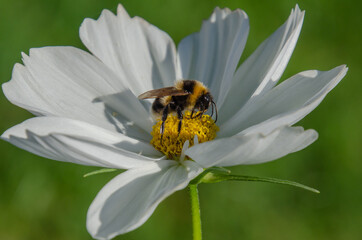 bee on white flower