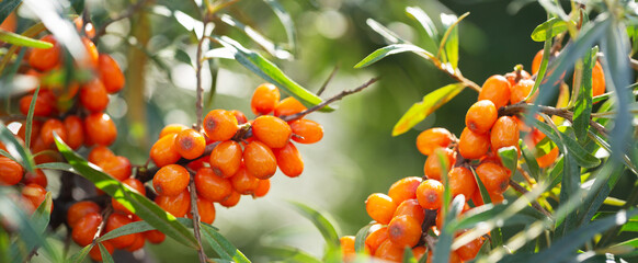 ripe sea buckthorn berries on a tree