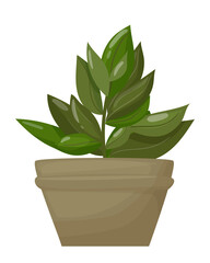 Plant in the pot. Ornamental home plant isolated on white background. Great plant for your design. Vector illustration. 