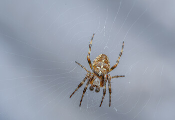 Close up shot of a Spider in the Web