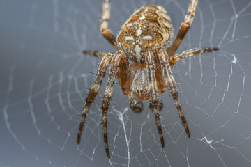 Close up shot of a Spider in the Web