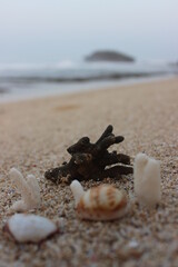 seashell on the beach