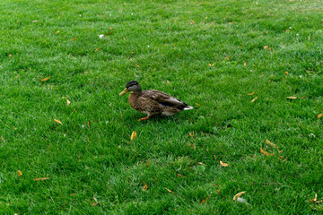 duck on the grass