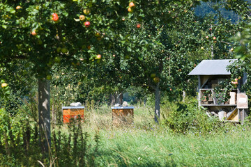 Streuobstwiese mit Bienenstöcken und Insektenhotel