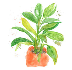 green houseplant, spacifilium in an orange pot, watercolor and colored pencils illustration with splashes