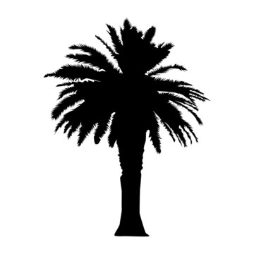 Palm tree realistic black silhouette isolated on white background. Vector