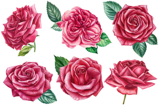 Set roses and leaves, watercolor illustration. Beautiful flowers