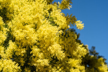 Wattle mimosa flowers in a full bloom in spring garden. 8th March Women's Day