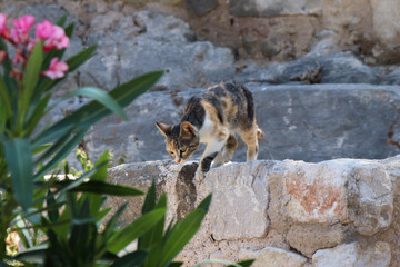 uciekający kot © Piotr