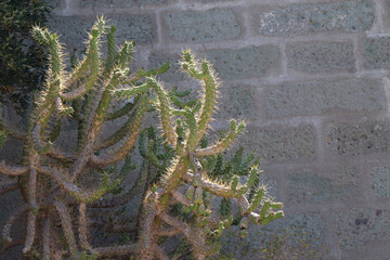 wąski kaktus © Piotr