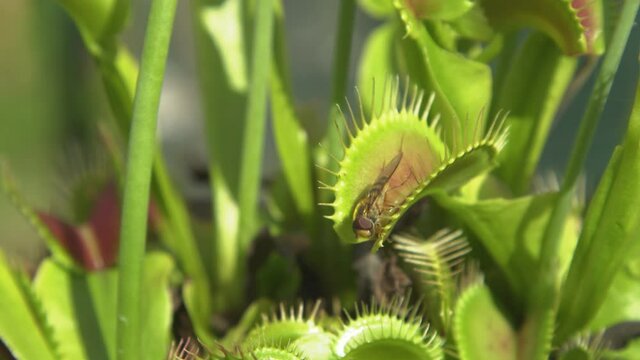 CLOSE UP, DOF: Lucky yellow wasp escapes a carnivorous Dionaea muscipula's trap leaf. Little bee explores the sensitive open leaves of a dangerous venus flytrap plant growing in a botanical garden.