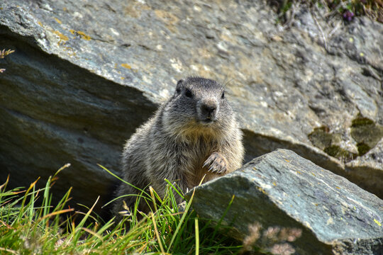 Babymurmeltier

Murmeltier, Murmeltiere, Babymurmeltier, Murmeltierbabys, Murmeltierbaby, Jungtier, Affe, &Auml;ffchen, klein, Nachwuchs, kuschelig, entdecken, Mankei, Munggen, Nagetier, Erdh&ouml;rnchen, Marmo
