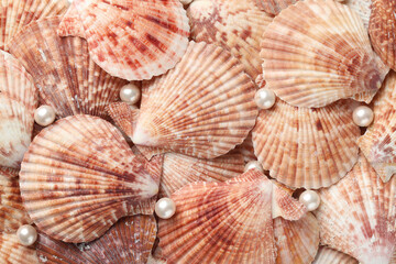 Beautiful sea shells and pearls as background, top view