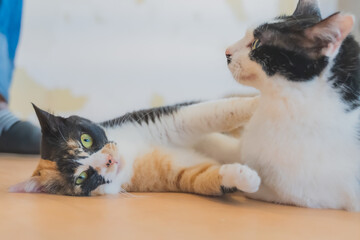 戯れて遊んでいる2匹のねこ｜Two cats playing and playing