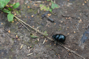 Black beetle on the track