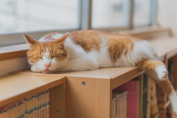昼寝しているねこの寝顔｜The sleeping face of a cat taking a nap