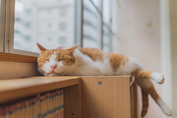昼寝しているねこの寝顔｜The sleeping face of a cat taking a nap