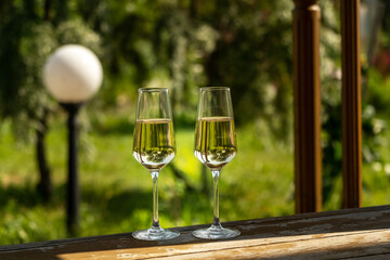 Glasses of white wine with shadows over green garden background.
