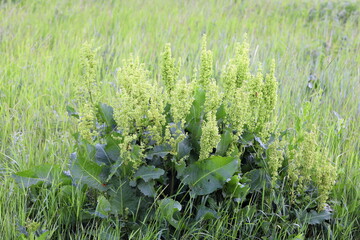 Rumex crispus. Horse sorrel close-up on a summer day