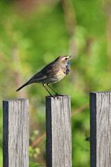 Luscinia svecica. Masculum avis cantat canticum in aestate