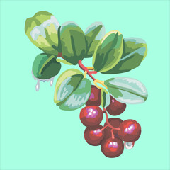 Ripe, juicy, edible berries. Vector illustration