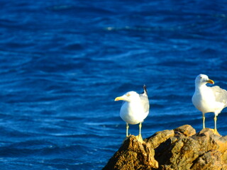 seagull on a rock