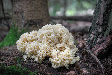 Edible and tasty mushroom Sparassis crispa - cauliflower fungus