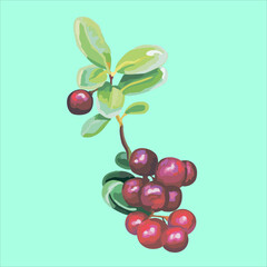 Ripe, juicy, edible berries. Vector illustration