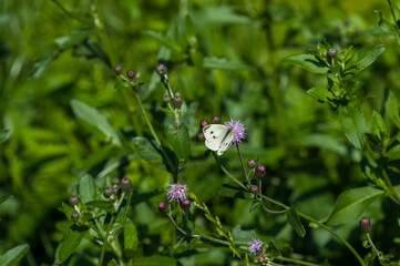 A white butterfly sits on a thistle flower