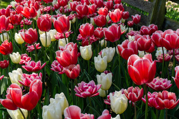 field of tulips