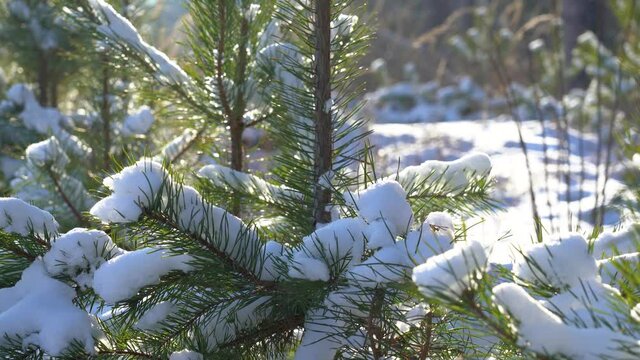 Close-up view 4k video footage of snow covered pine trees growing outside in sunny snowy winter forest