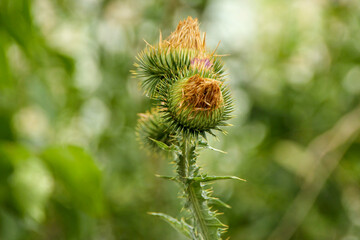 Green beautiful burdock and thistles on the roadside in August