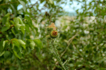 Green beautiful burdock and thistles on the roadside in August
