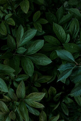 Fototapeta na wymiar natural green leaves natural background
