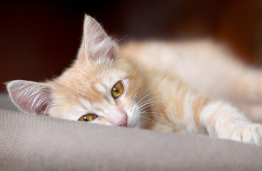 Cute little red kitten are laying on a pillow and loking at camera.