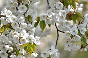 山桜 白い花アップ
