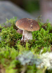 mushrooms on a natural background of moss and grass, autumn harvest time, mushroom collection in autumn, preparation of mushrooms for eating