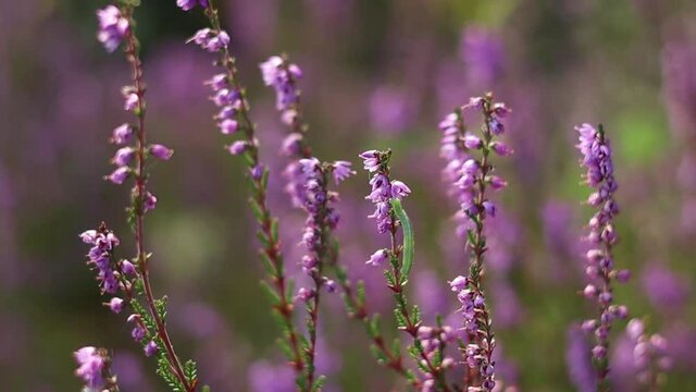 Small green caterpillar walking up a Heather flower in the forest, woods. Bokeh, zoom in, nature insect micro photography. Homestead, sustainable living in the country.