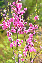 花桃 ピンクの花アップ