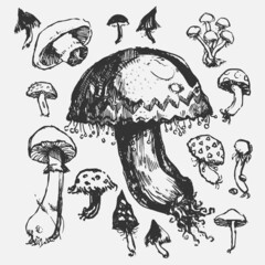 Mushrooms. Digital vector drawing. Collection with mushroom.
