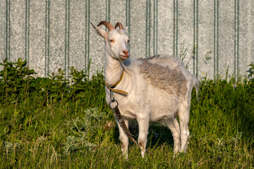 Obraz premium Goat stand on green summer meadow. Side view.