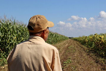 Fototapeta premium Old farmer stands on a rural road between corn and sunflower field, back view. Elderly man in baseball cap inspects the crop, high corn stalks, good harvest